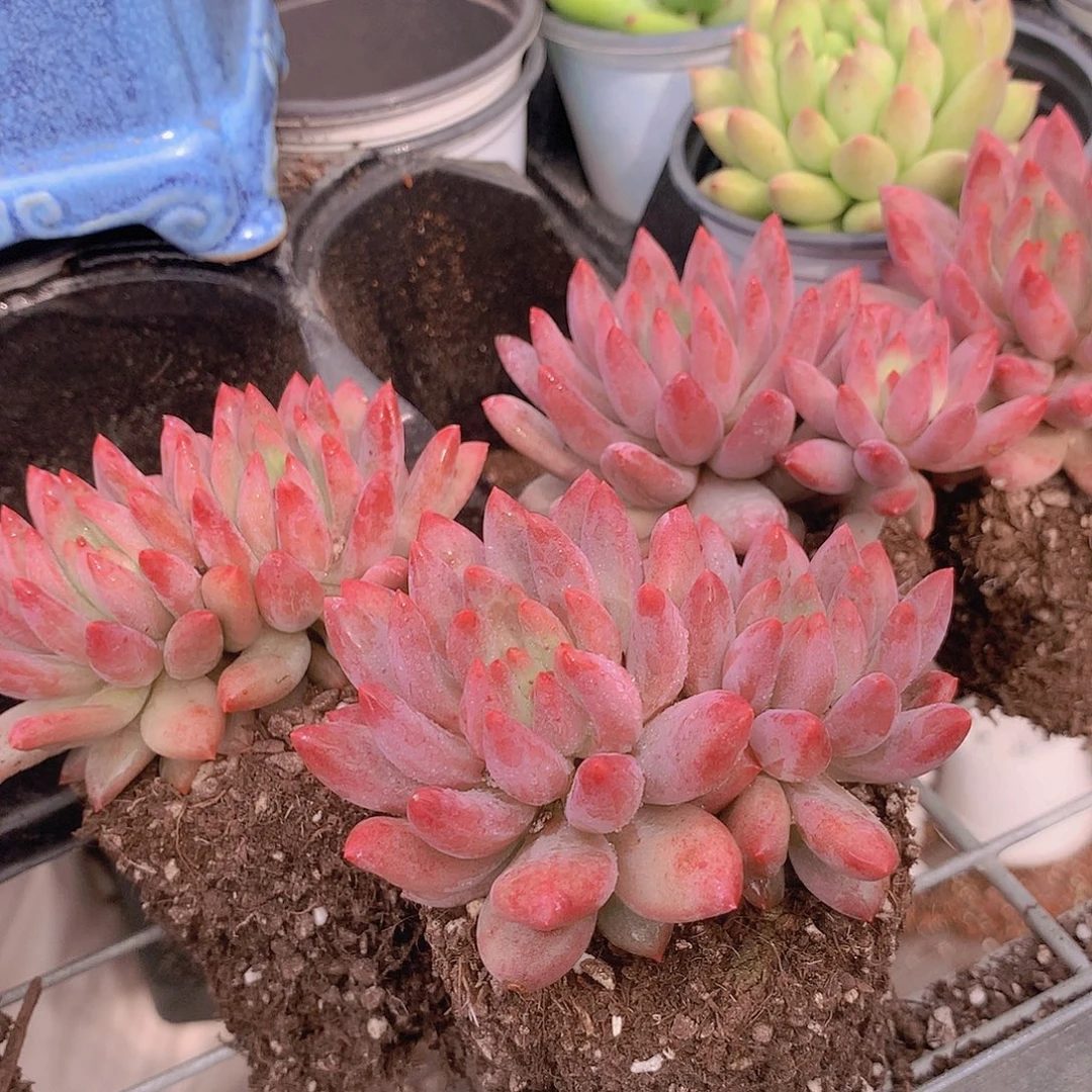 双头虞美人24567889999