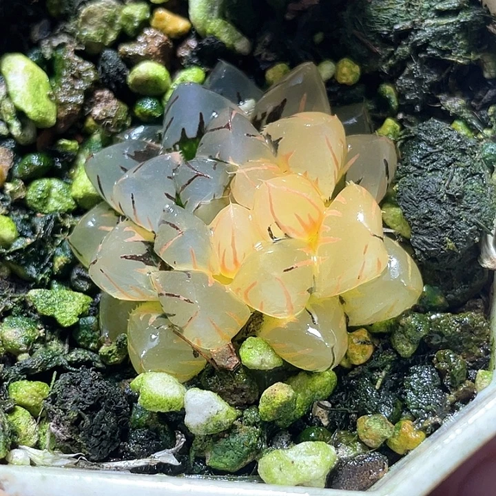 795水中虐锦特选福利