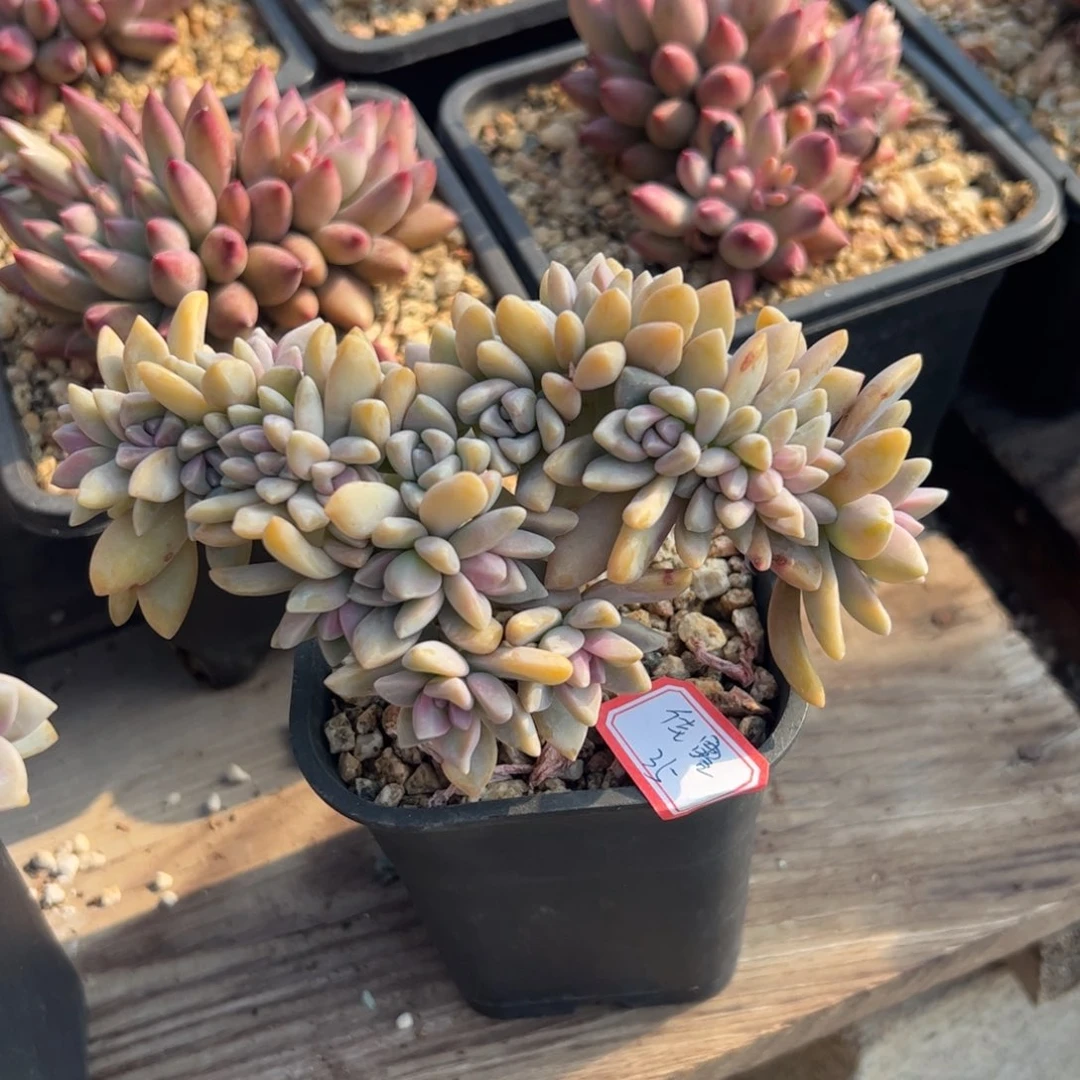 多肉植物多肉植物