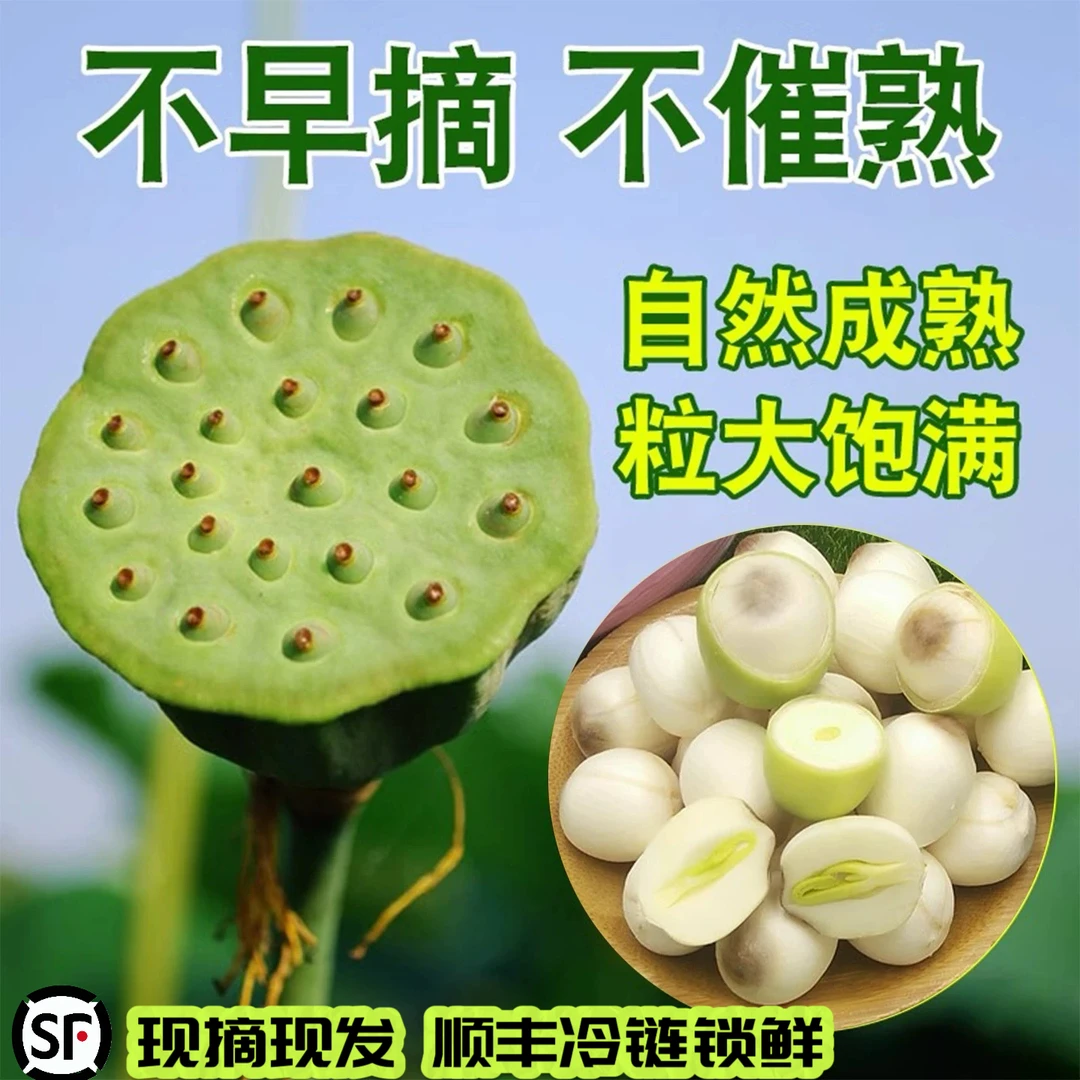 【顺丰冷链】基地现发水果莲蓬新鲜嫩莲子莲蓬带壳清甜自然成熟湘莲