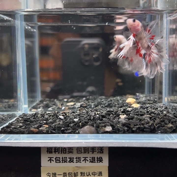 斗鱼竞拍跑单拉黑16日126