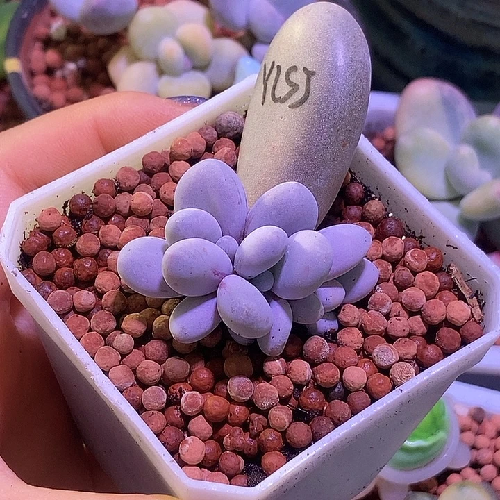 月亮石奶酪锦基因多肉植物