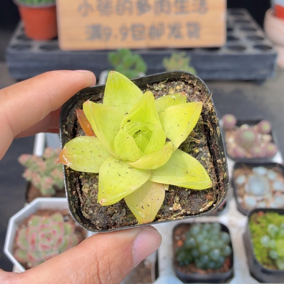 黄金玉露多肉9.9包邮发货