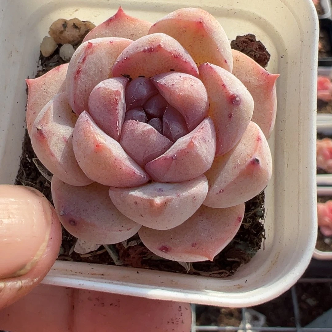 小卡拉米糖心一物一拍