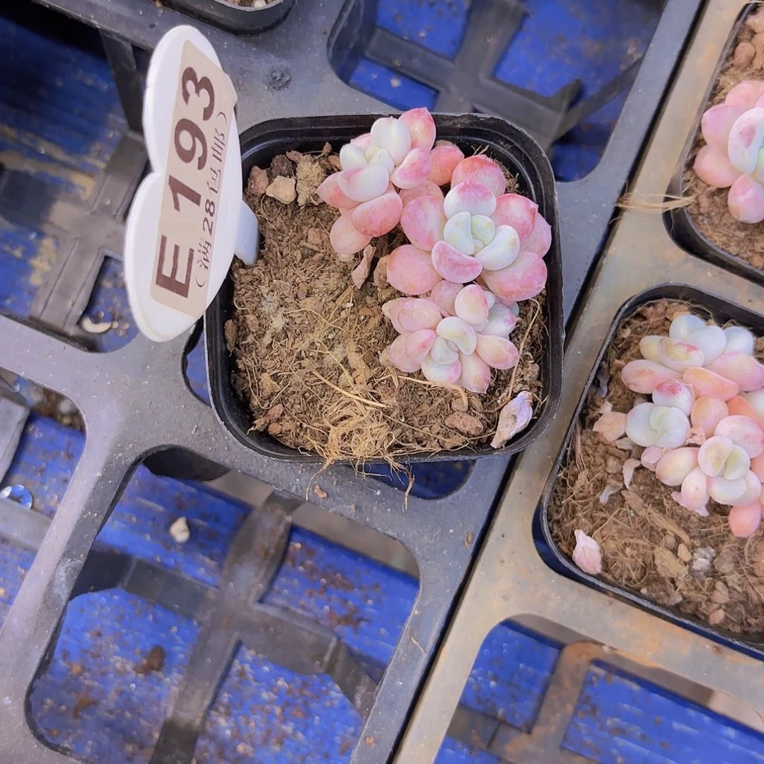 E193花瓣路一物一拍
