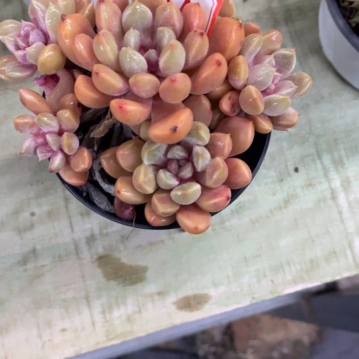 奕*一物一拍卵石多肉61