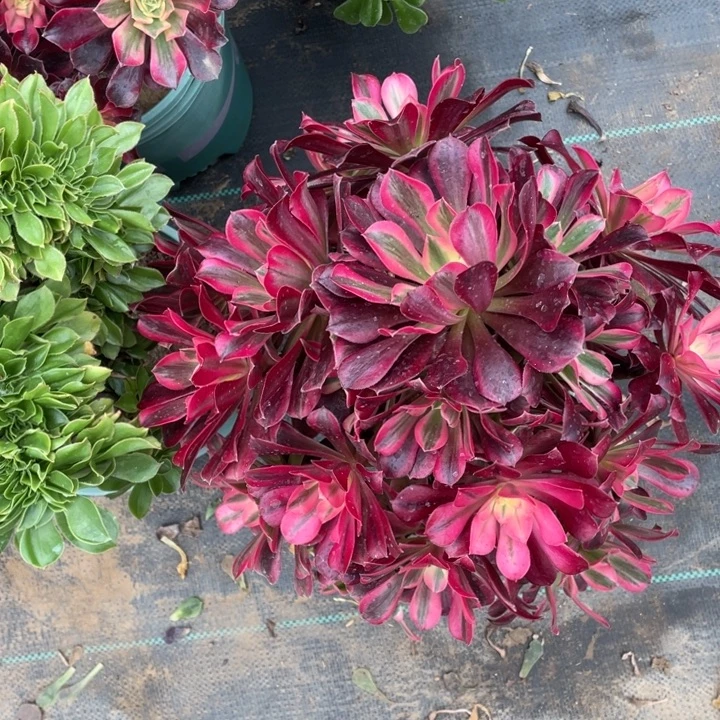 美杜莎多肉植物多肉多肉多肉26