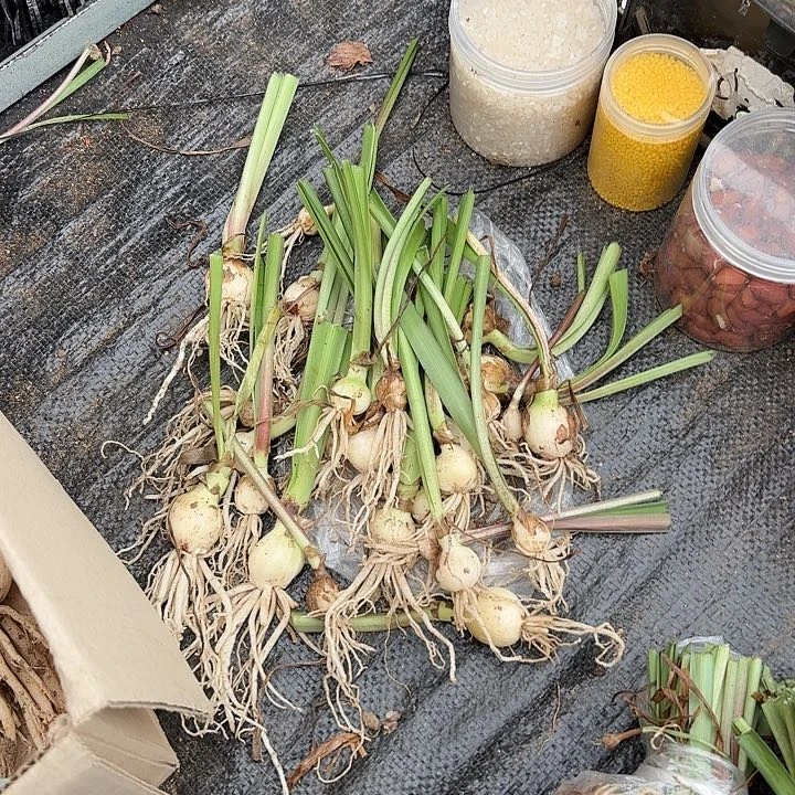 2024杂交小苗20棵一组开花无售后