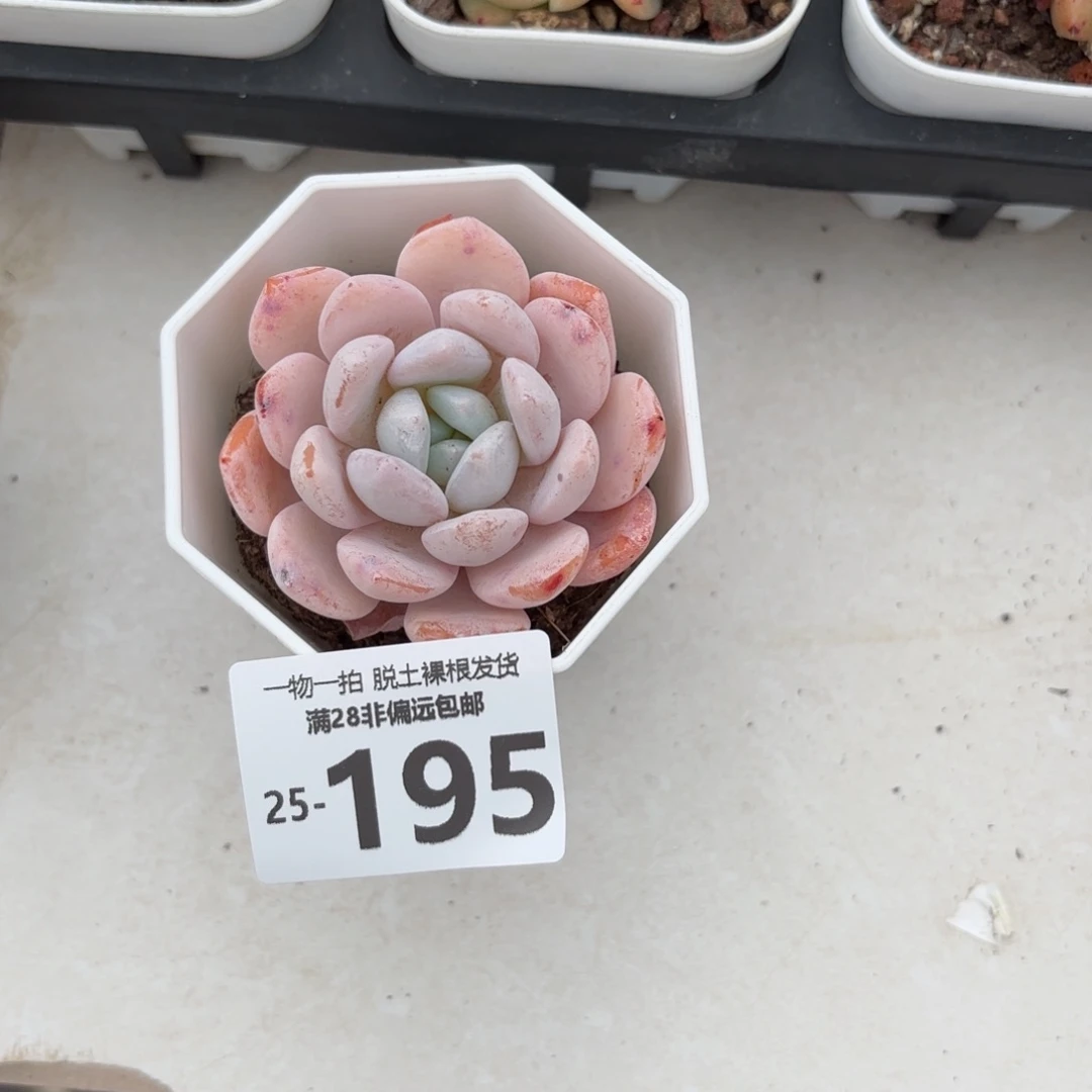 雪橙单头多肉多肉多肉