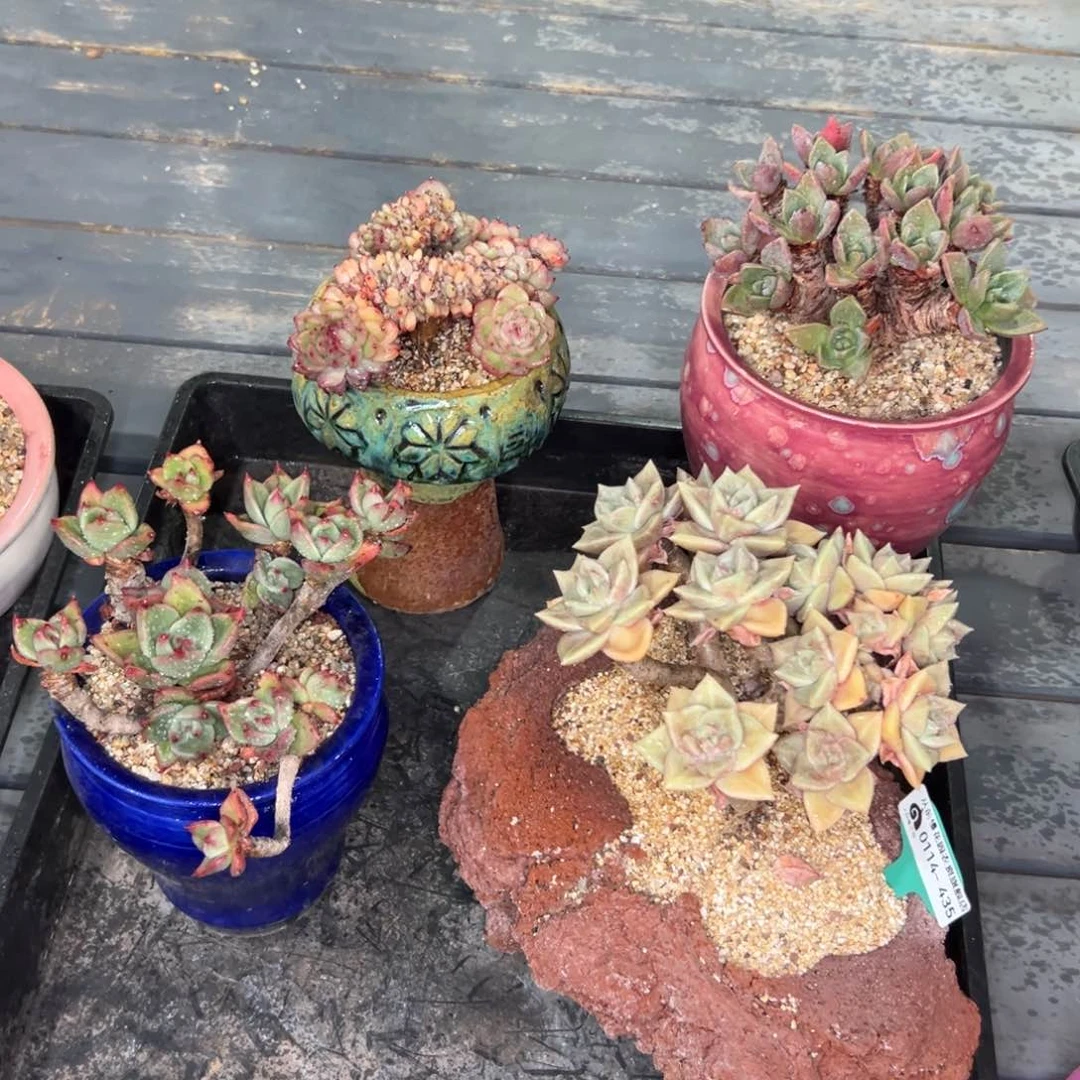 多肉一物一拍0114-435