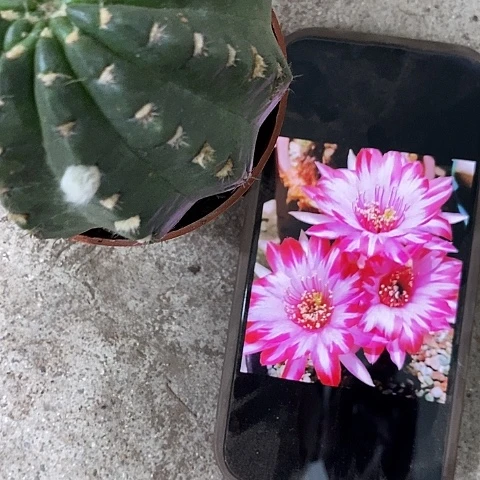 禅衣丽花，3689990
