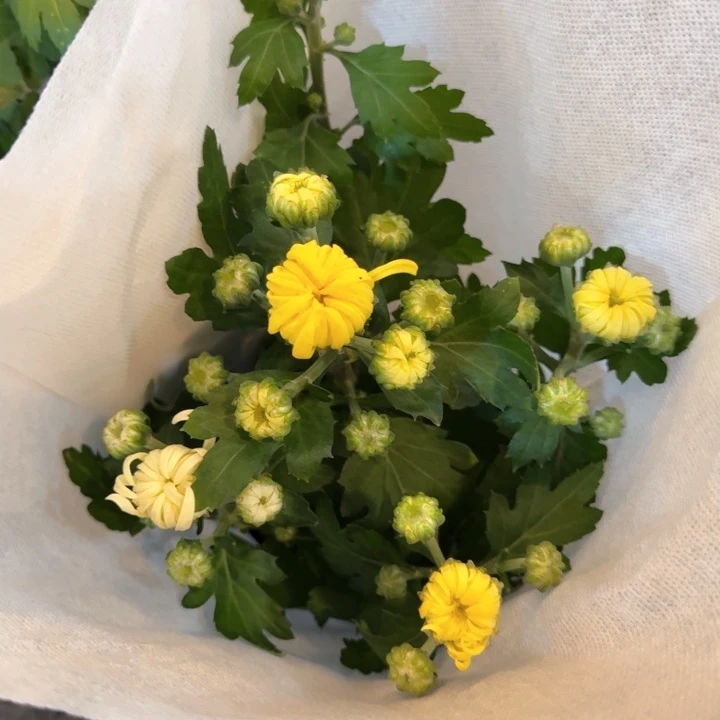 原盆原土｜龙爪菊白黄双色