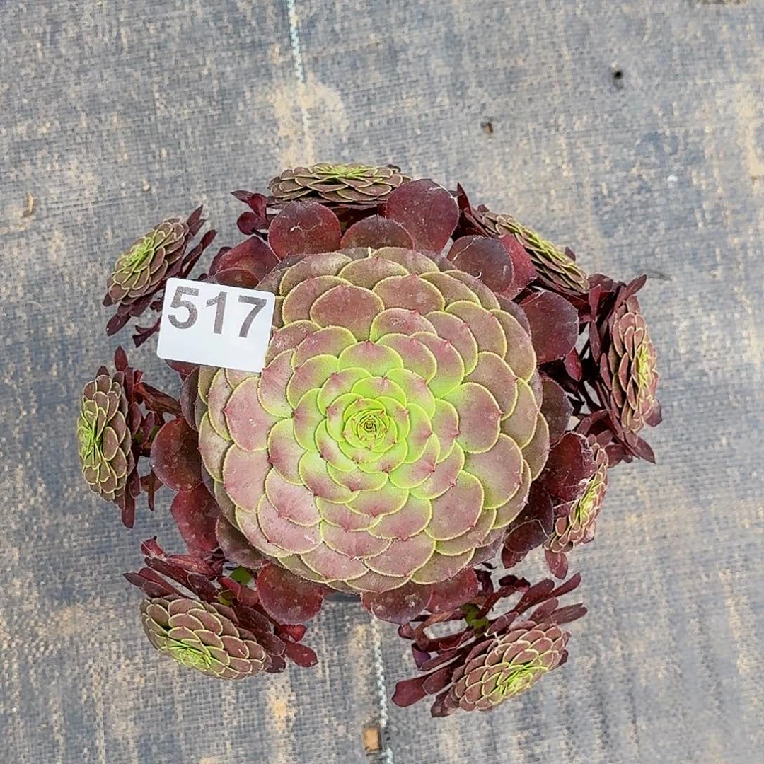 517铜玫瑰半木质桩
