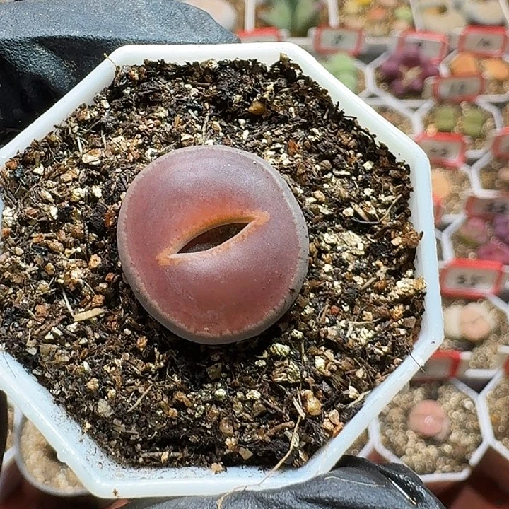 生石花233:；生。52