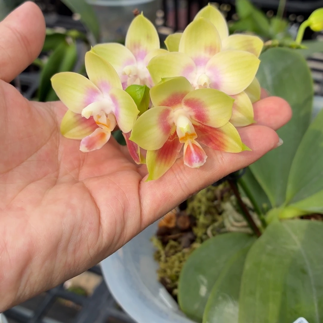 当前无花朵，栽培后可花朵A2825yss1169八寸