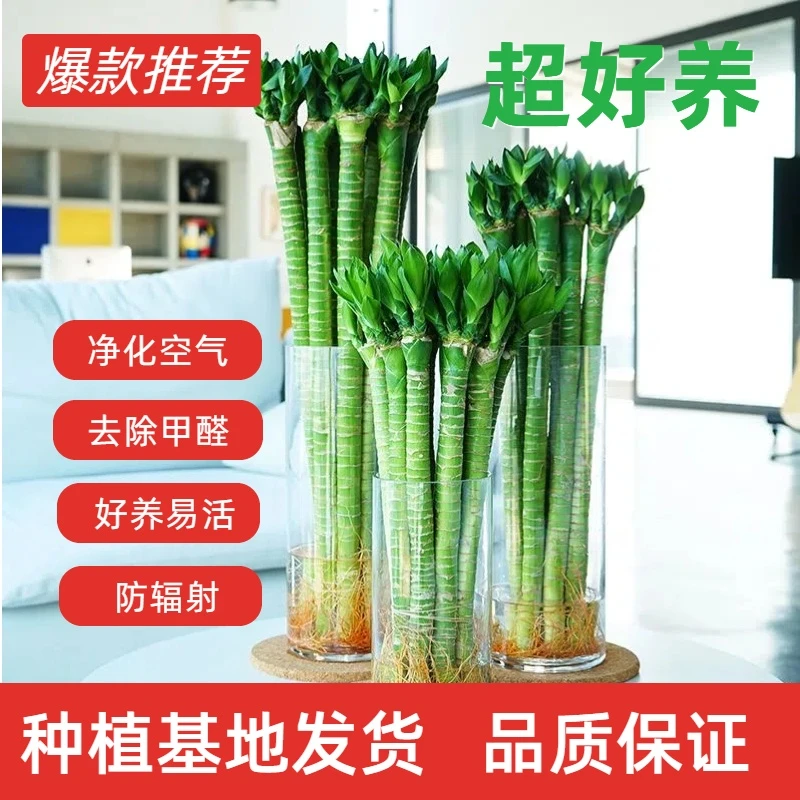 带根大颗文昌竹龙竹富贵竹水培植物客厅竹室内水养绿植盆栽观音竹