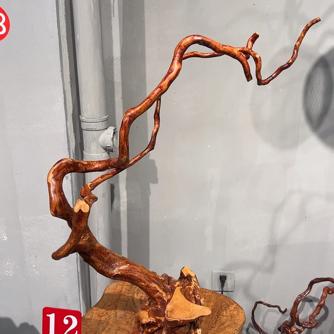 美***团香榧木888杜鹃树的根