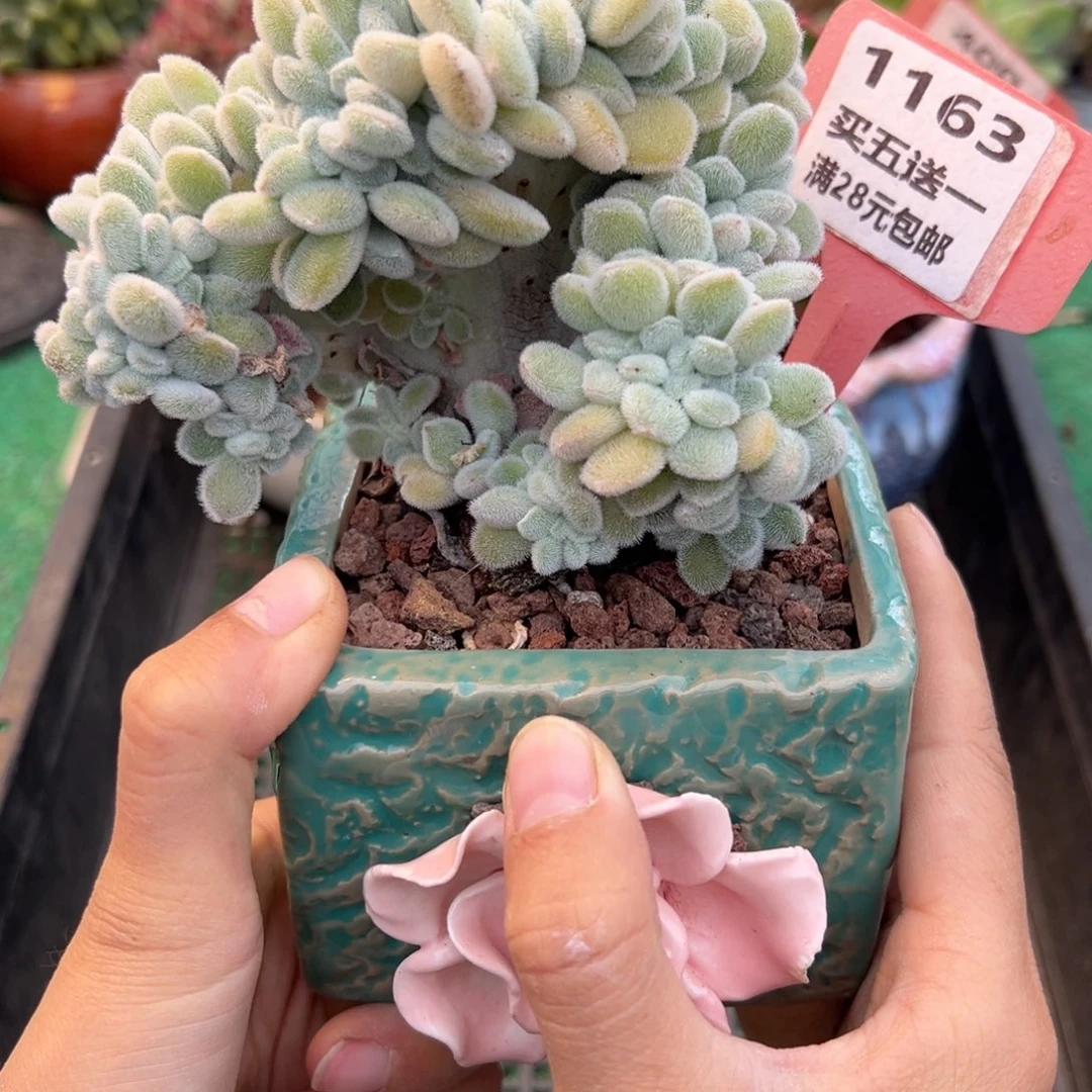 表妹精品多肉植物1163.