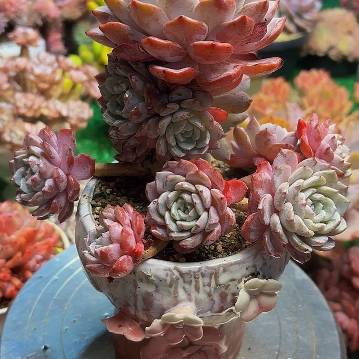 海棠花缀 一物一拍