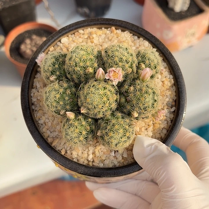 ༺***༻吉赛尔仙人球123