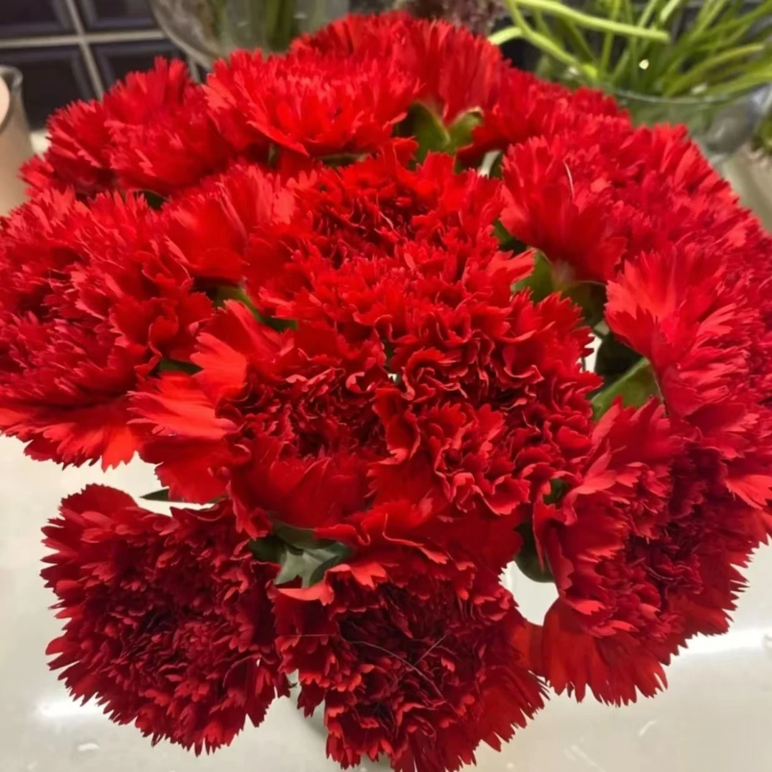 【红色康乃馨】单头康乃馨 20枝 花期长 一单包邮