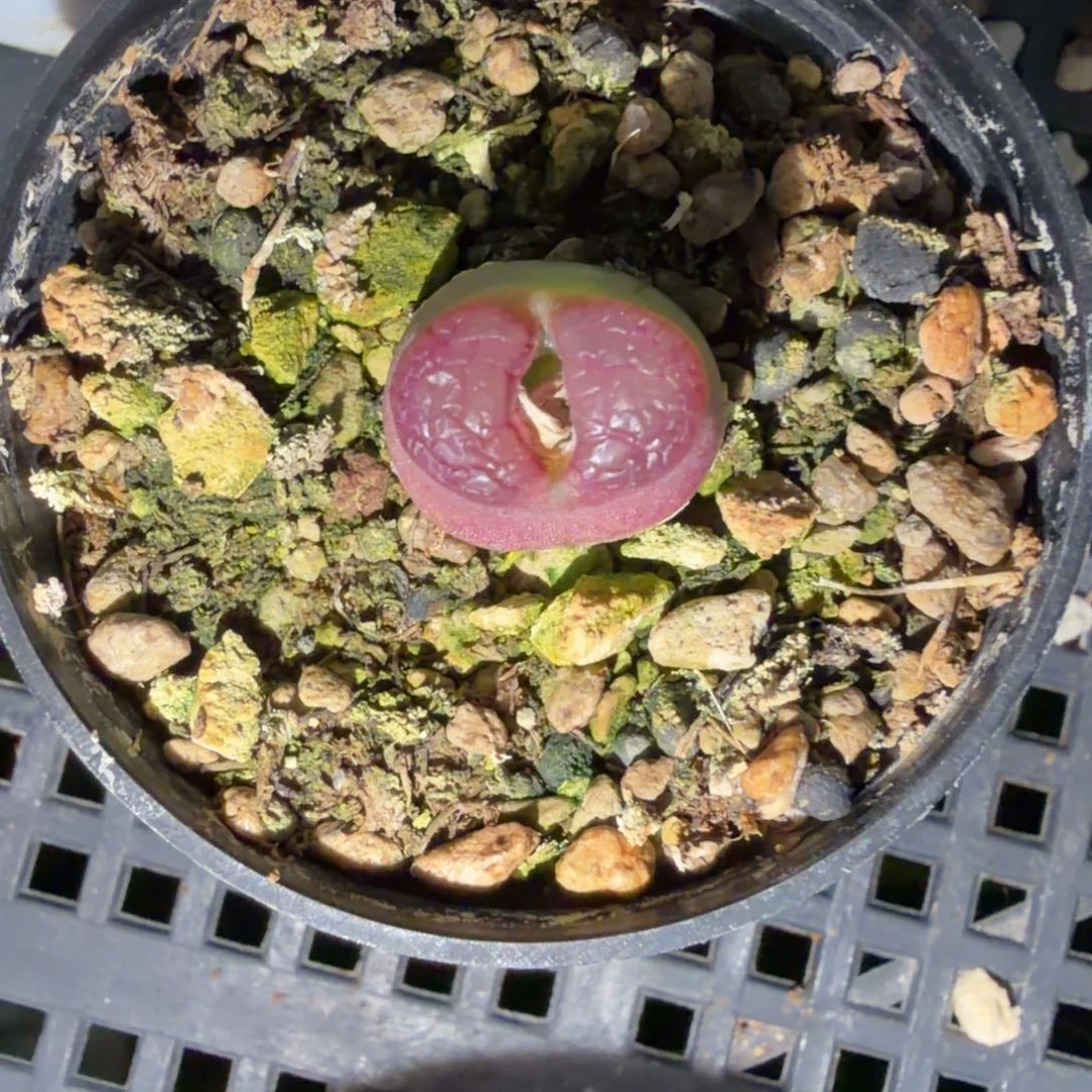 雪茄母本一颗精品