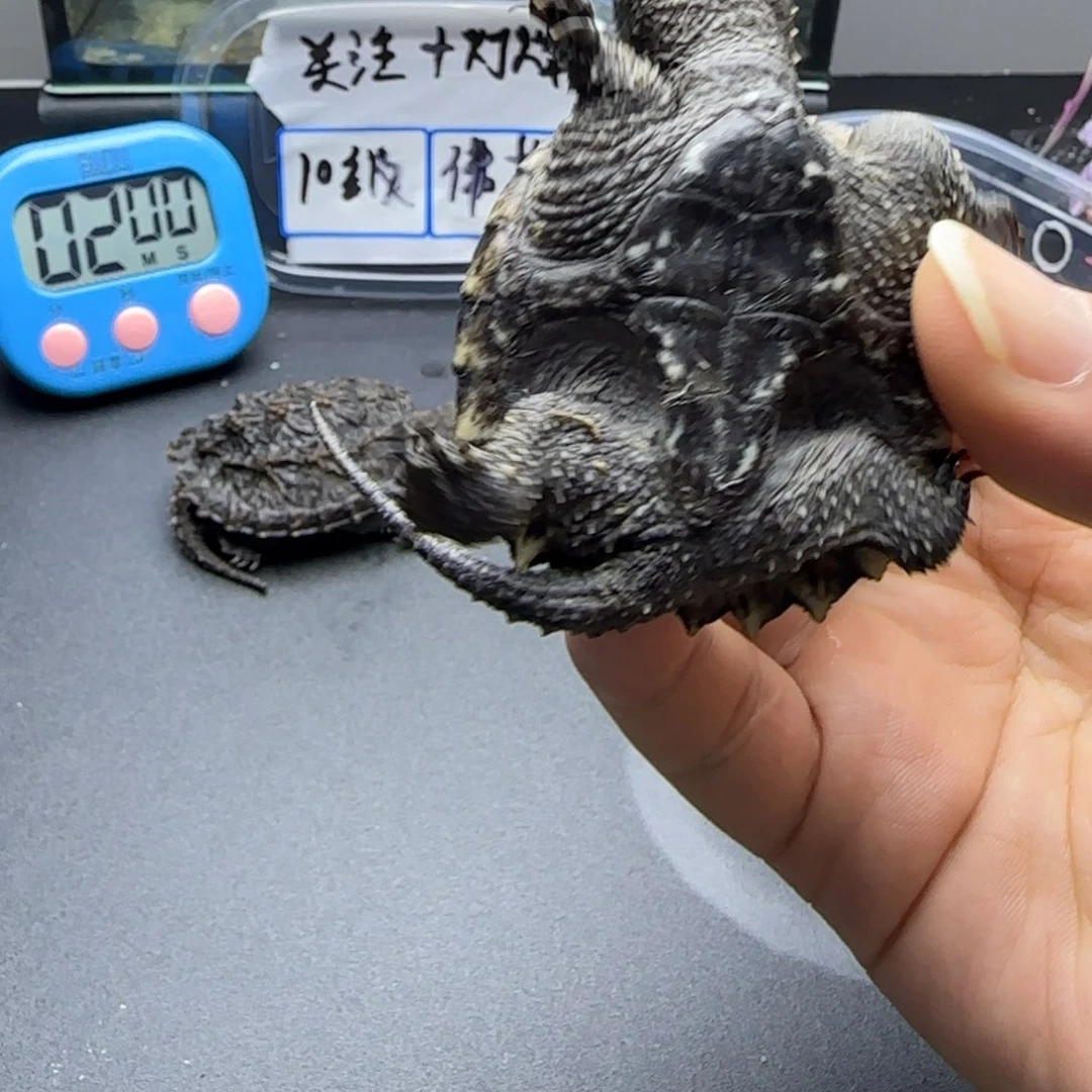 小***房宠物龟公母搭配人工养殖宠物龟