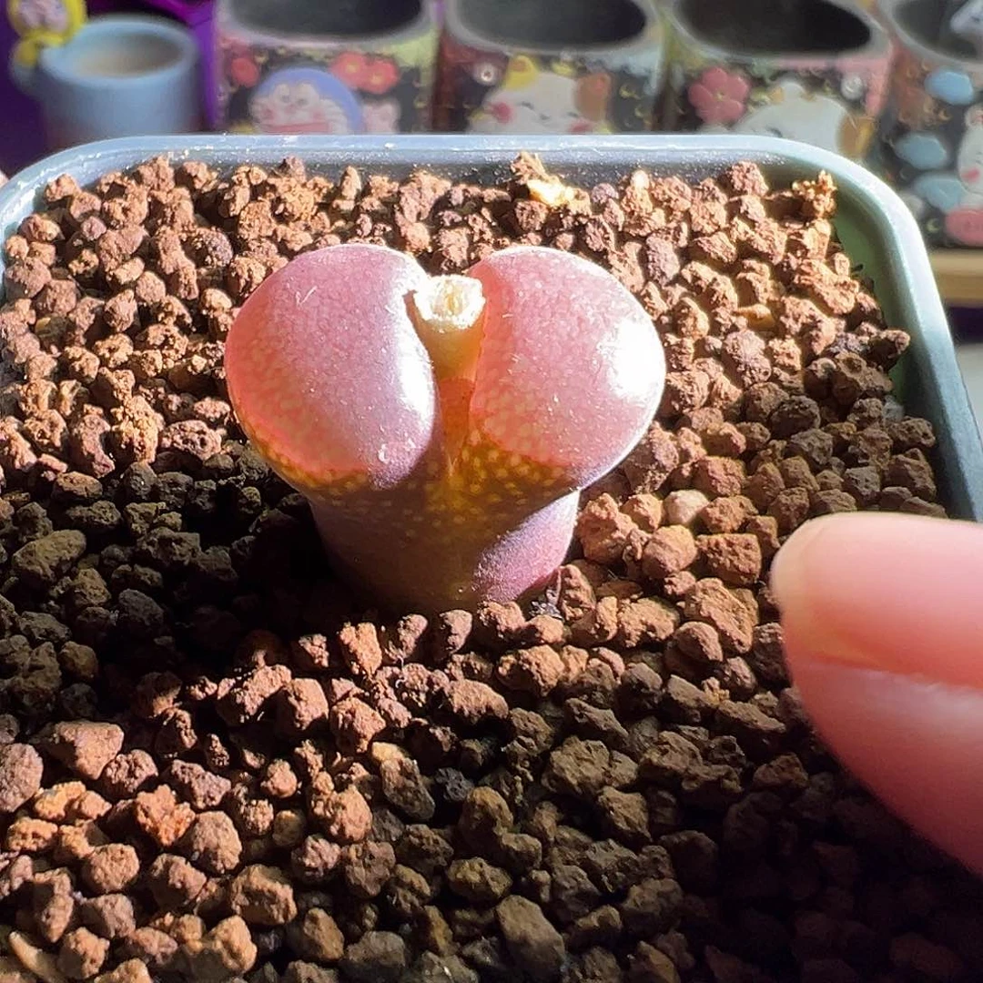 瑶*C10同属日系大型红风铃