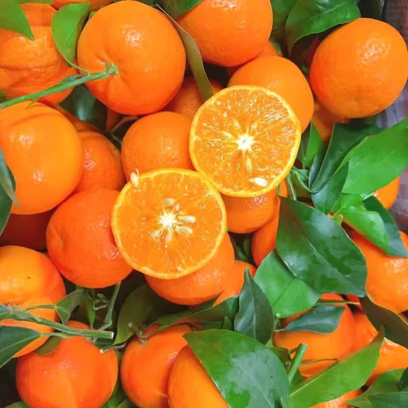 【正宗】广西鹅蛋柑 毛重2.6kg±0.2kg/泡沫箱（中大果）