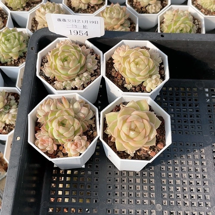 薇薇安园艺多肉1954