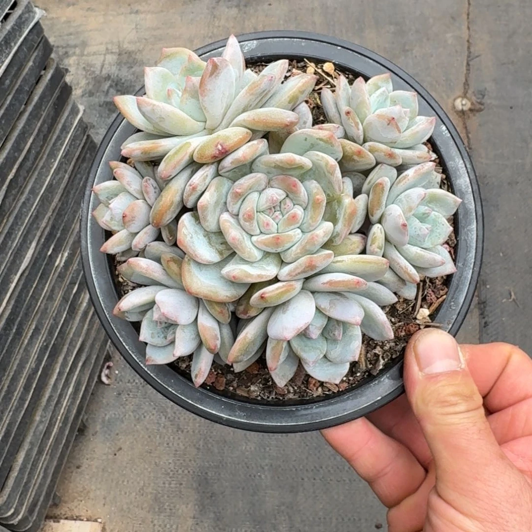 幽***草14厘米的尺寸一物一拍的