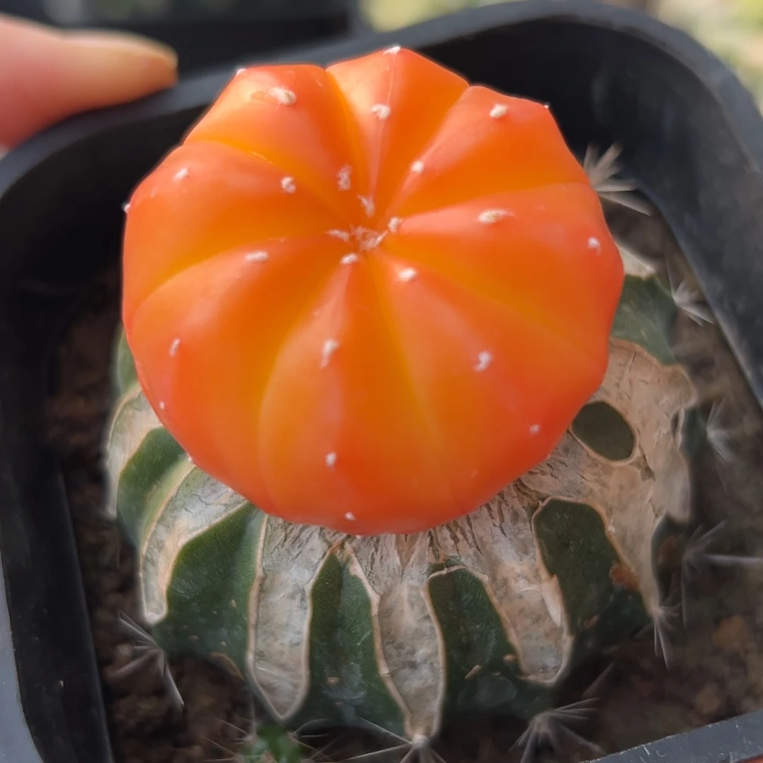 522 兜锦 苗接 仙人球