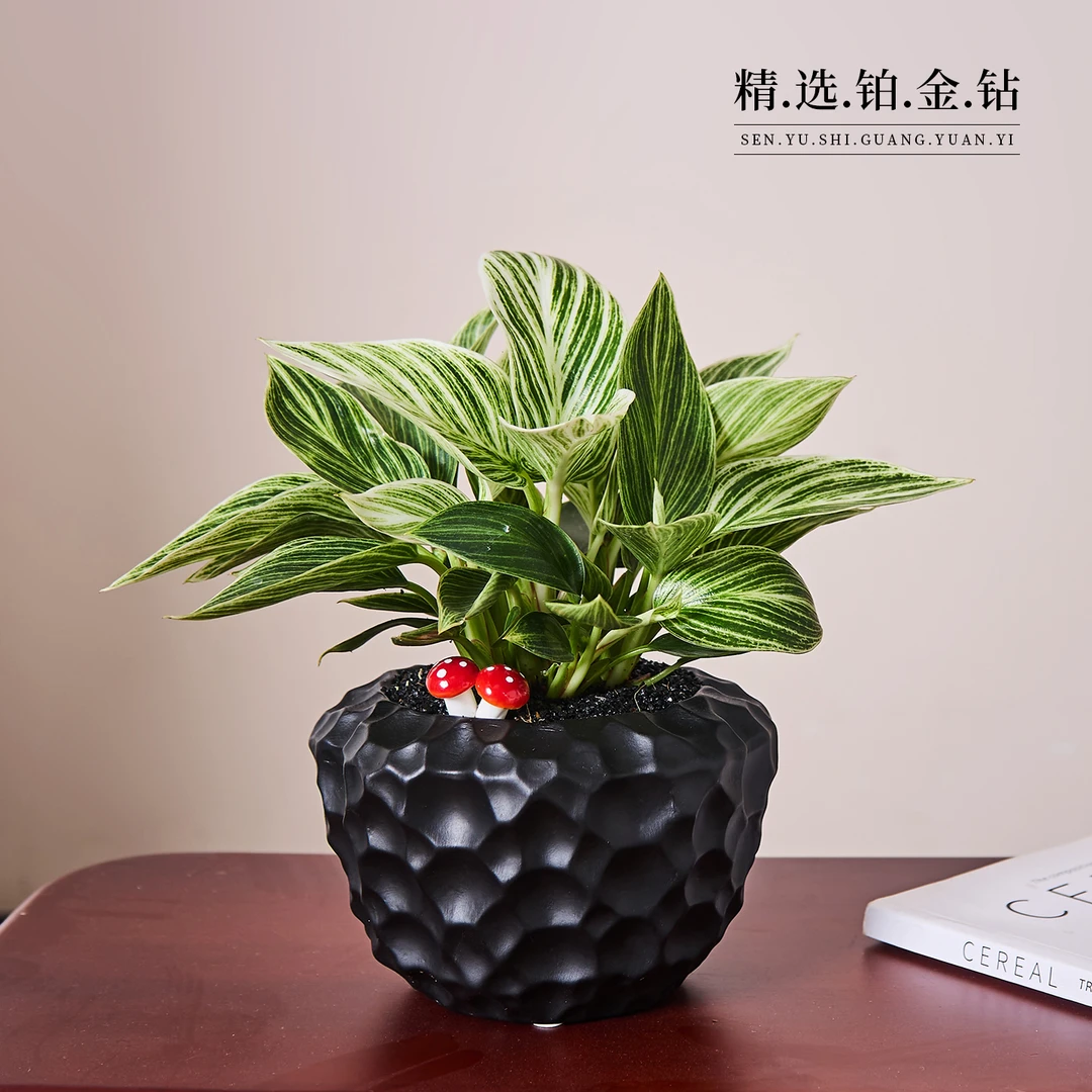 铂金钻绿公主盆栽办公室内桌面绿植花卉好养净化空气植物