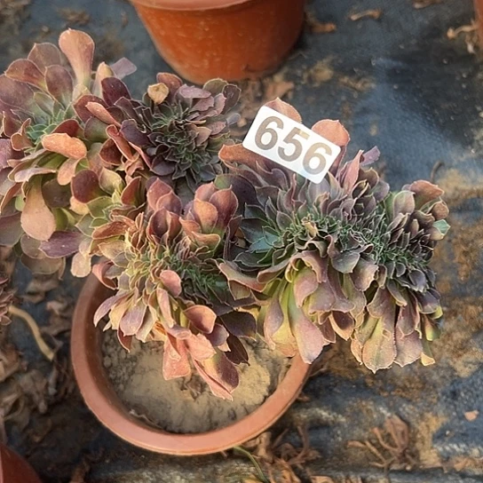 清***笑多肉植物一个荷兰656