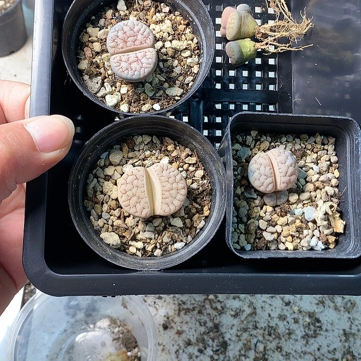 小**B285多肉植物保护研究所