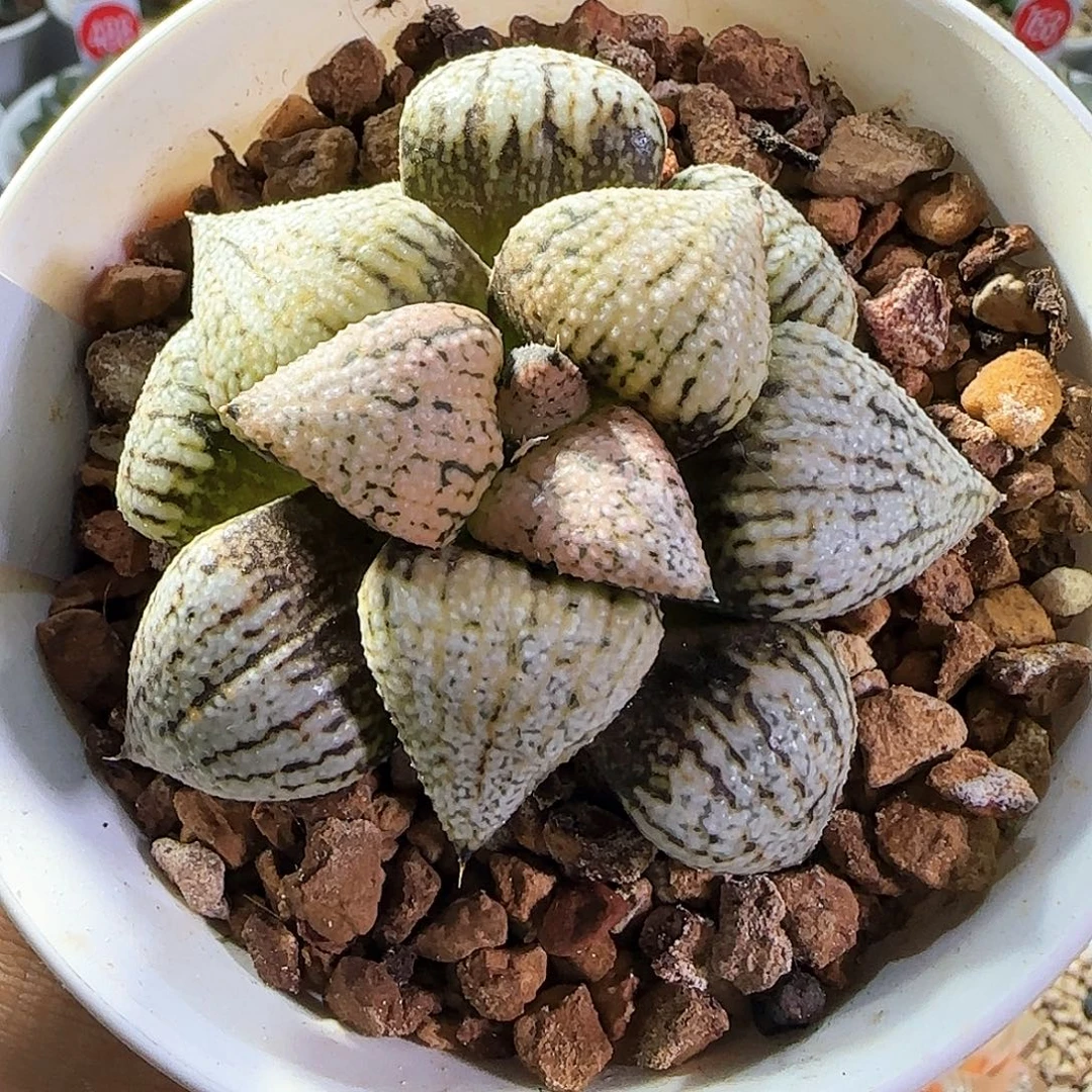 274号实生白银一物一拍带盆土