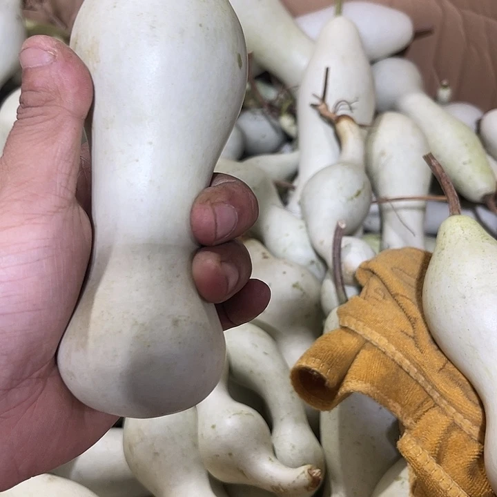 大果紫檀（缅甸花梨）天*