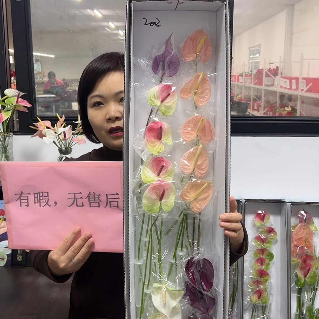 完全开放混色-20枝装无售后款202