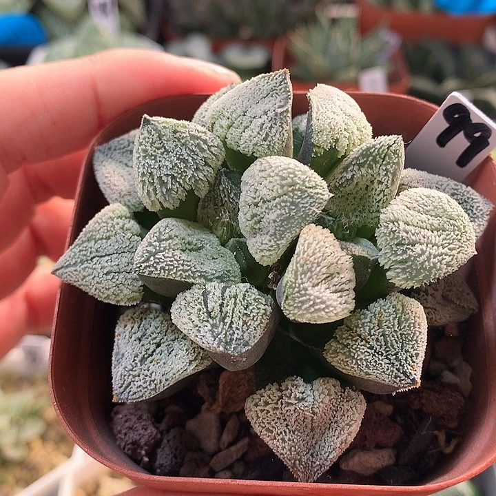 99号双头雪之礼一物一拍