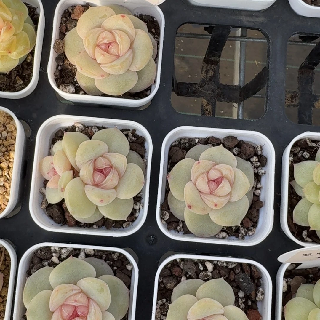 1222-01-小桃一颗量拍