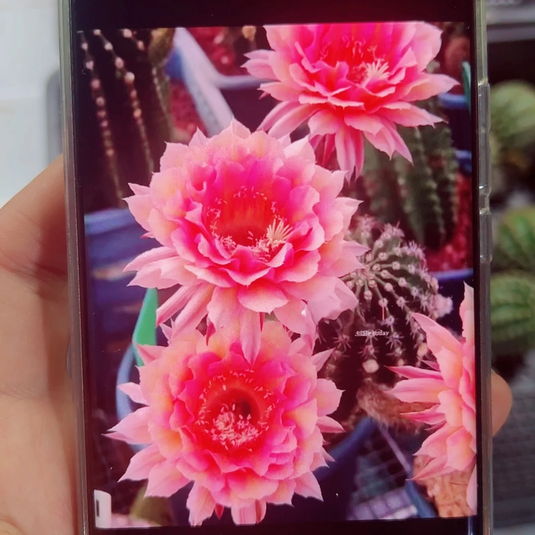 彩草水仙006侧芽 20 包邮