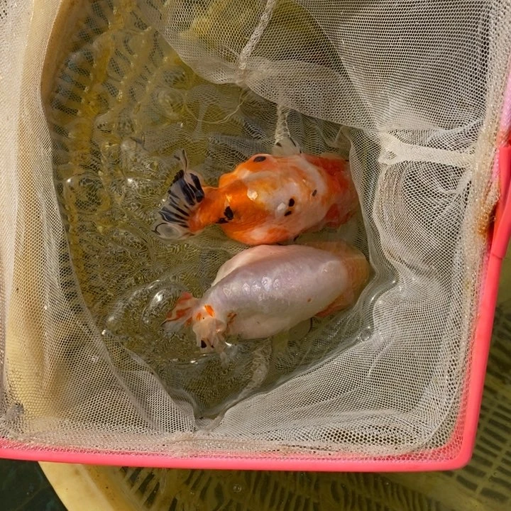 金鱼阿*木木木两条正经鱼贩