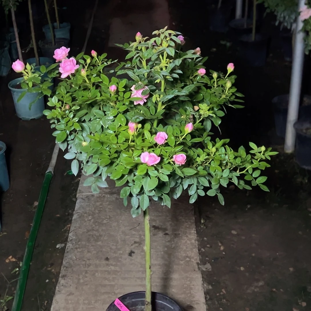 神***皮完全开放一物一拍