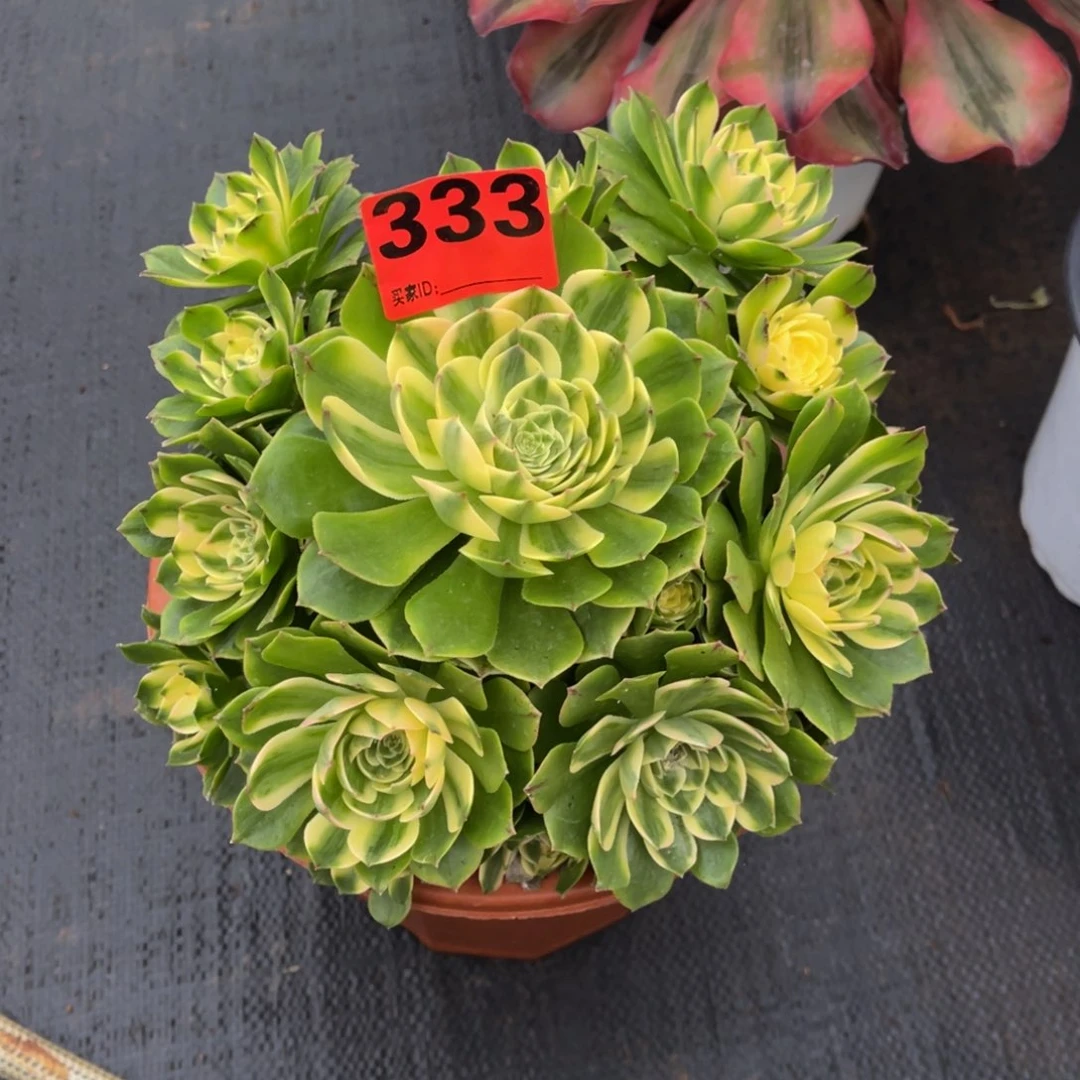 333多肉法师海王白锦