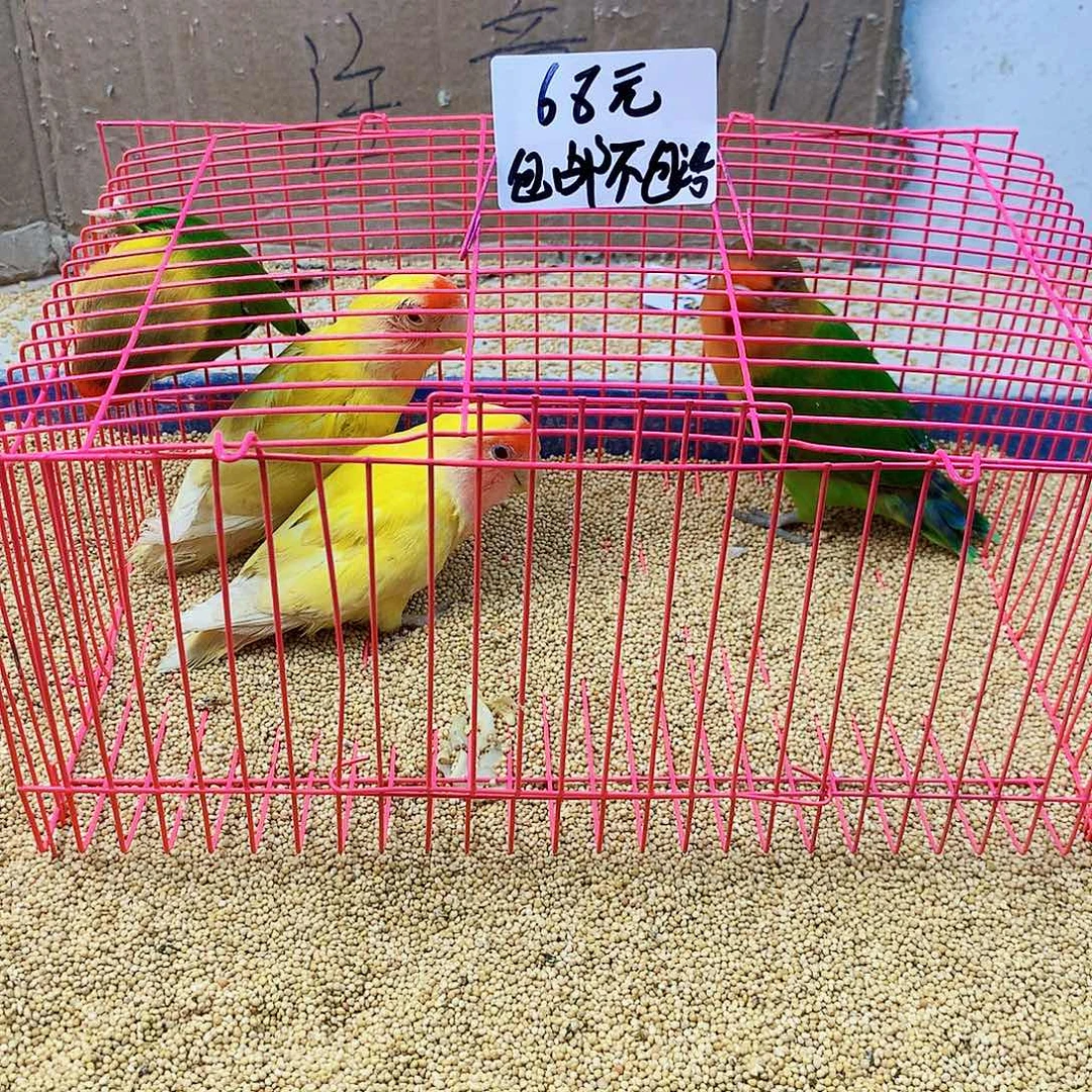 微***笑虎皮鹦鹉牡丹一如