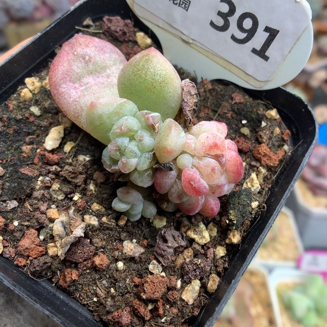 391冰玉石化多头多肉植物