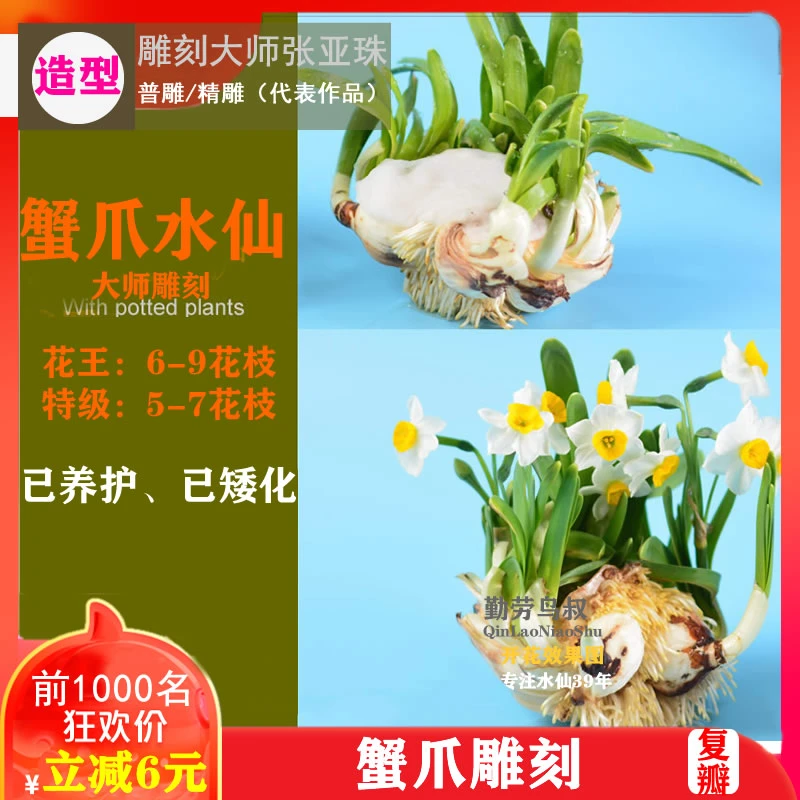 [蟹爪型已养护]漳州正宗雕刻水仙花种球冬季水培绿植花卉重瓣种子