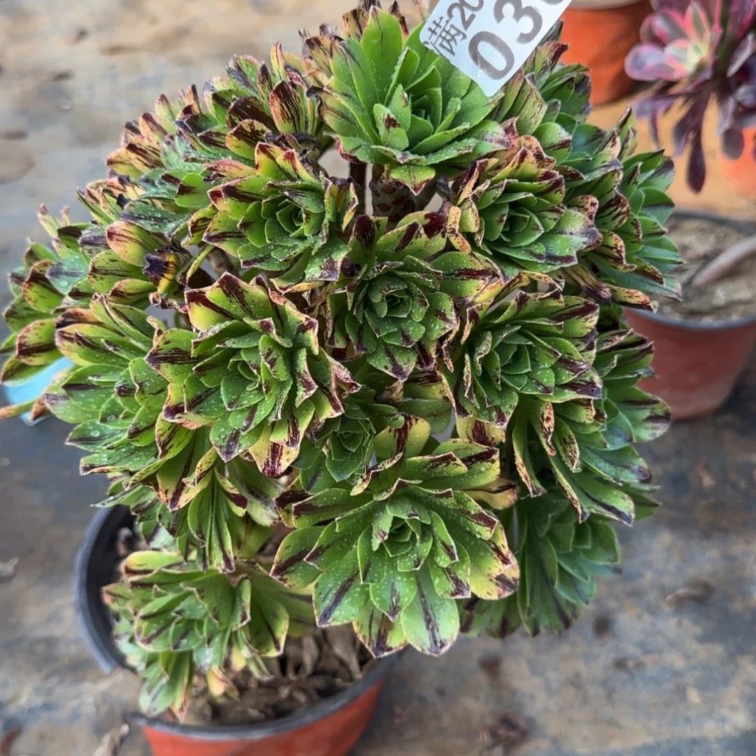 碧火030满20包邮断枝不包