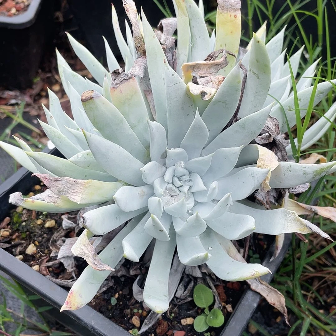 雪山多头老桩1414