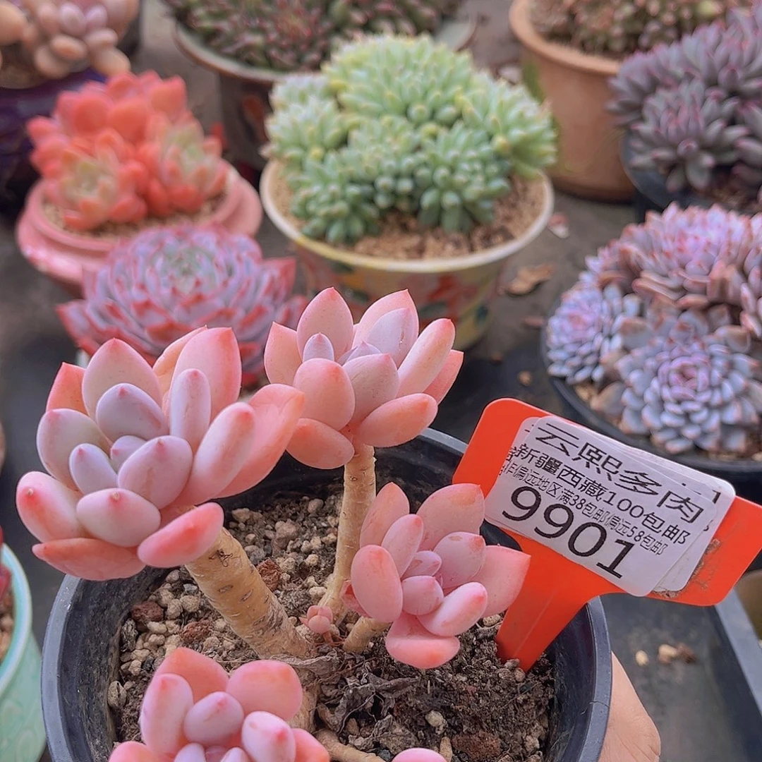 9901珍舞美人多肉植物